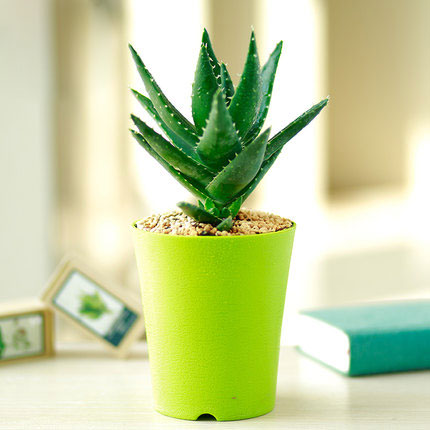 蘆荟盆栽多(duo)肉植物(wù)辦(bàn)公(gōng)室綠色植物(wù)盆栽花(huā)卉盆景創意盆