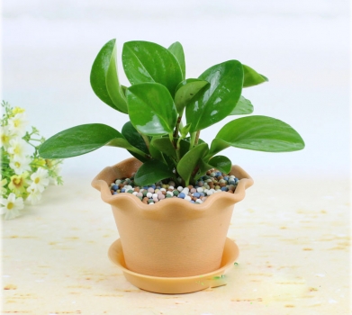 豆瓣綠（翡翠椒草(cǎo)、青葉碧玉、豆瓣如意）