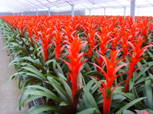 重(zhong)慶植物(wù)租賃(苗圃基地)