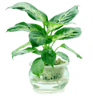 水培萬年(nian)青-植物(wù)租賃
