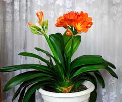 植物(wù)租賃君子(zi)蘭