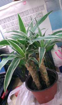 植物(wù)租賃銀邊鐵