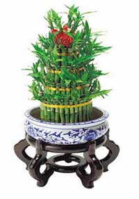 植物(wù)租擺開運竹